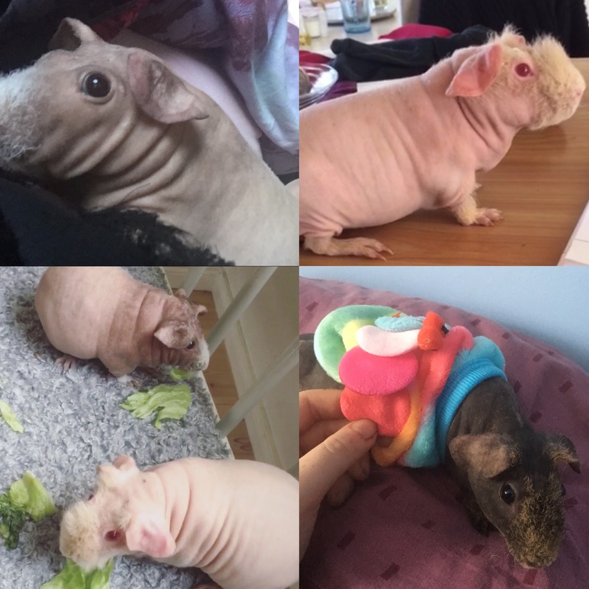 Klicka för att förstora Weeaboo skickade en bild