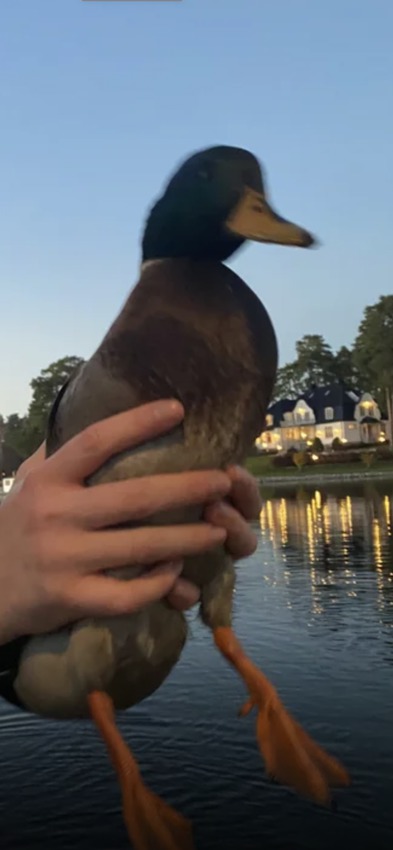 Klicka för att förstora Babyliss skickade en bild