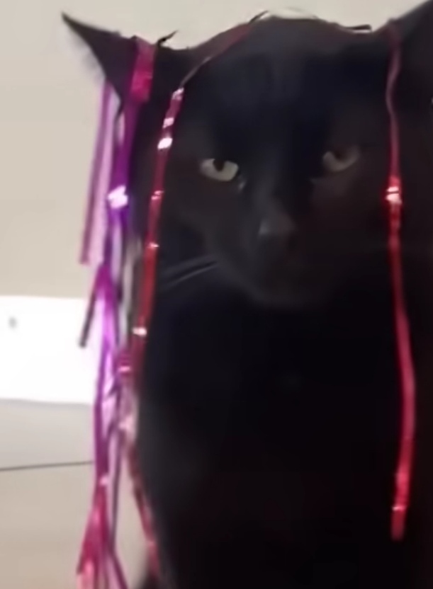 Klicka för att förstora Pandi skickade en bild