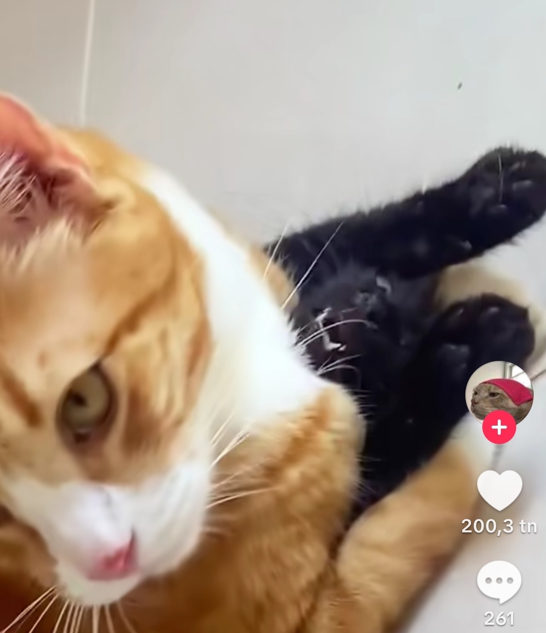 Klicka för att förstora Pandi skickade en bild