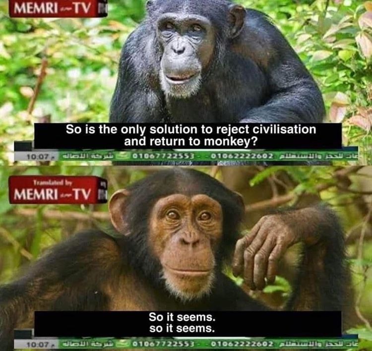 Klicka för att förstora chaiblatte skickade en bild