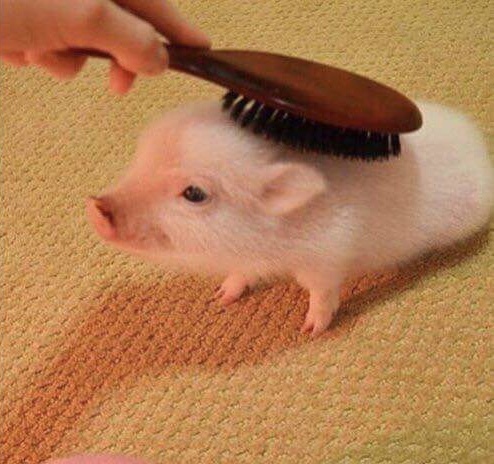 Klicka för att förstora ish skickade en bild