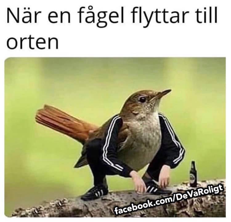 Klicka för att förstora twitchjana skickade en bild