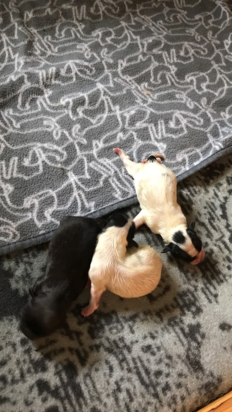 Klicka för att förstora TroyB skickade en bild