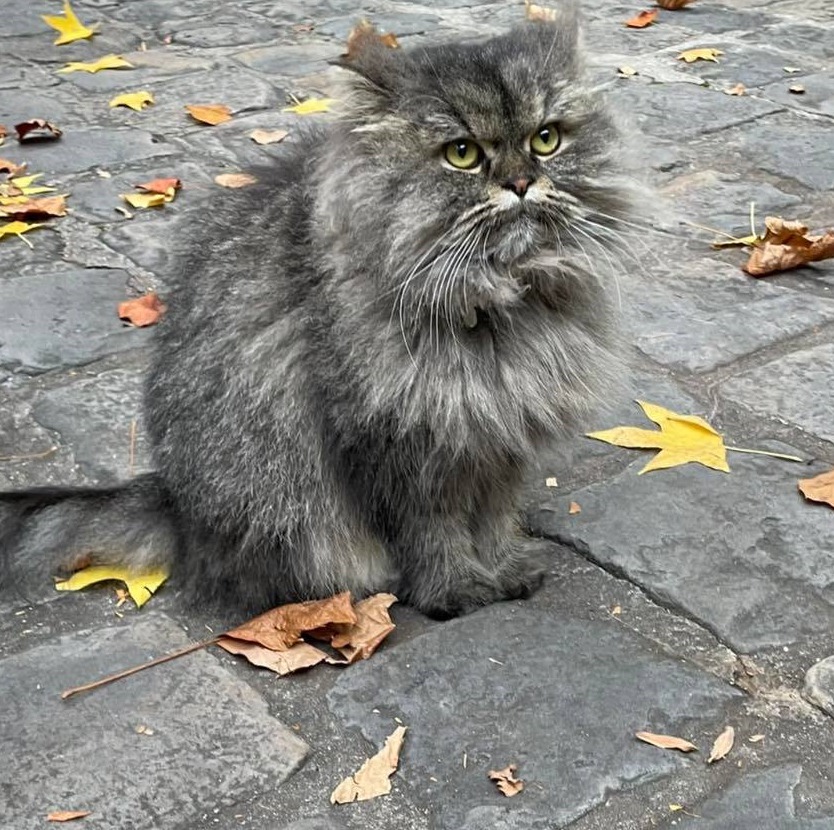 Klicka för att förstora Spearchucker skickade en bild