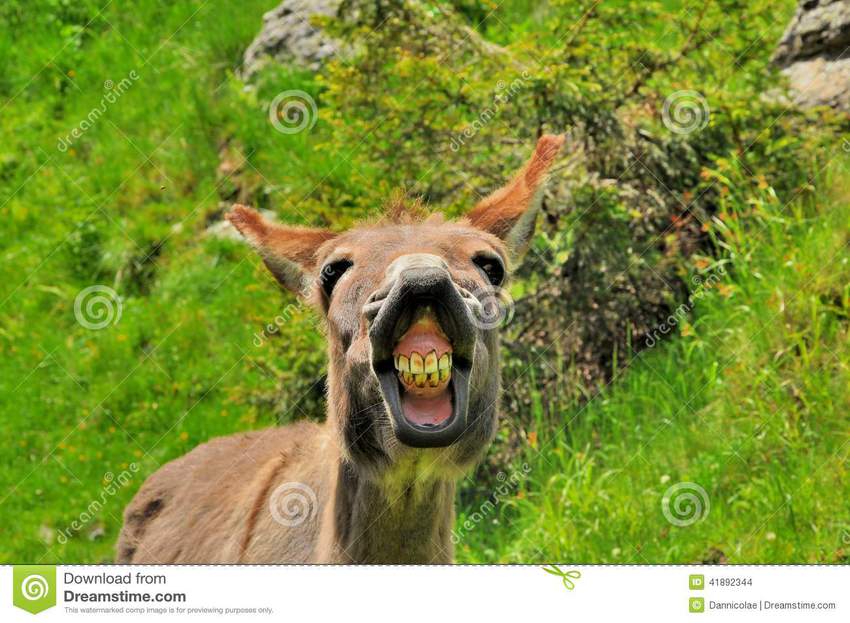 Klicka för att förstora Donut skickade en bild