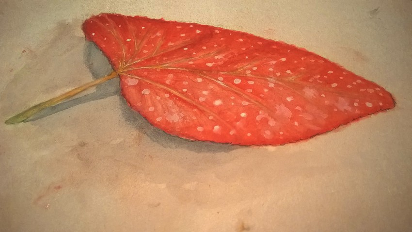 Klicka för att förstora Pelino skickade en bild