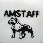 American Staffordshire Terrier