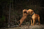 We are against Pittbull fighting!