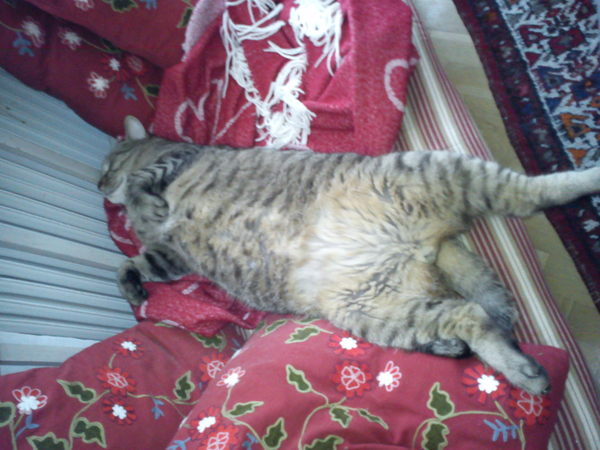hurrdurrpurr