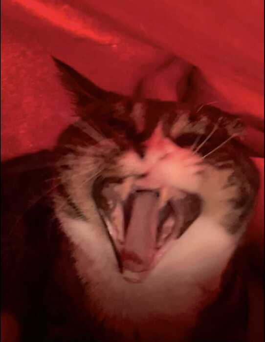 XXRaccoon00