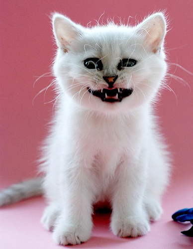 blablablagrrr