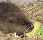 Blowing up beavers