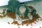 För alla er som ätit kattmat