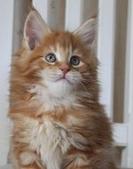 Maine Coon