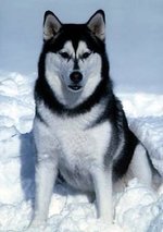Alaska Malamute Lovers