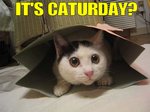 Vi som älskar caturday