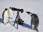 Pingviner