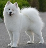 Samojedhund