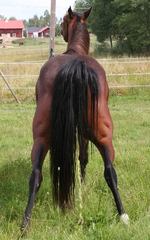 Vi som misstilkar allt