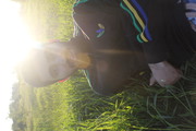 swengii